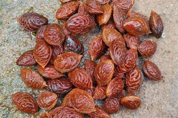 桃树苗的培育方法，可采取播种育苗的方式