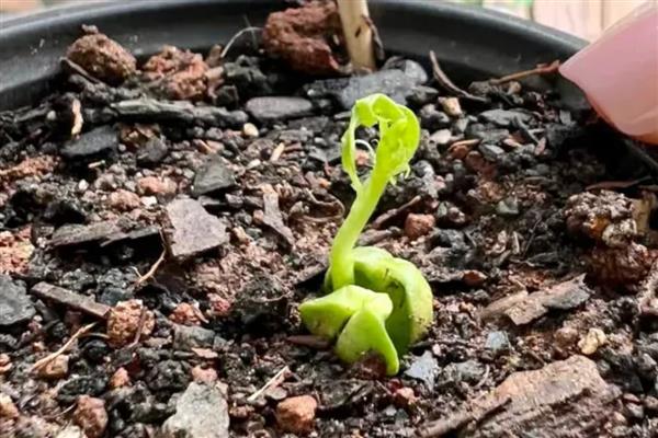 桃树苗的培育方法，可采取播种育苗的方式