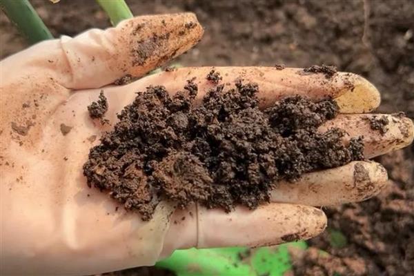 桃树苗的培育方法，可采取播种育苗的方式