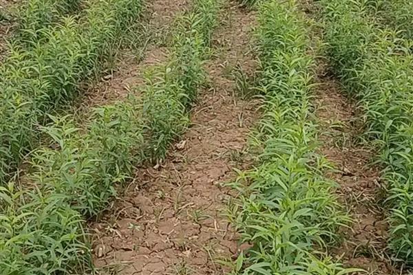 桃树苗的培育方法，可采取播种育苗的方式