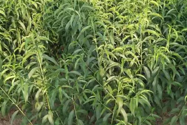 桃树苗的培育方法，可采取播种育苗的方式