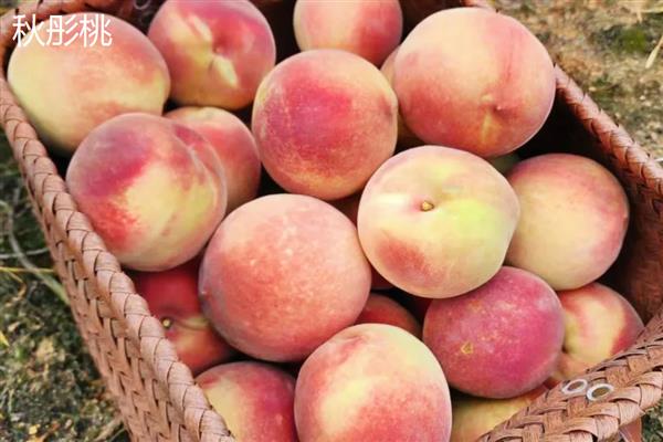 桃树苗的培育方法，可采取播种育苗的方式