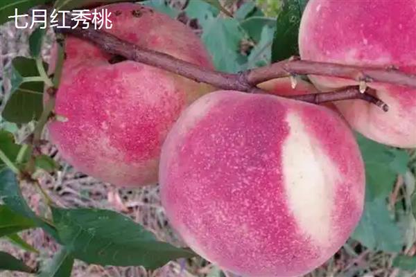 桃树苗的培育方法，可采取播种育苗的方式