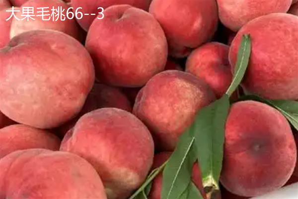 桃树苗的培育方法，可采取播种育苗的方式