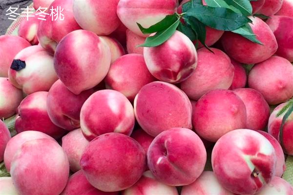 桃树苗的培育方法，可采取播种育苗的方式