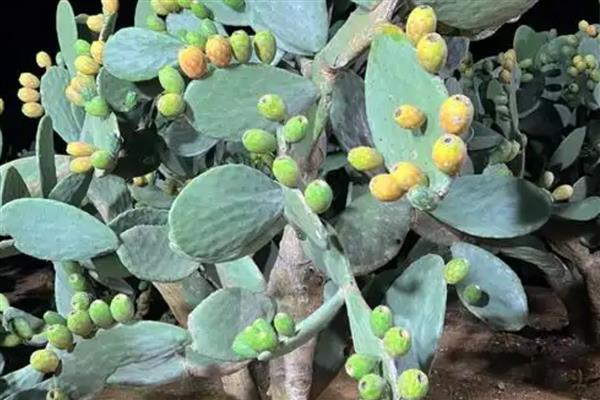 仙人掌的果实皮能吃吗，通常是不带皮一起吃的