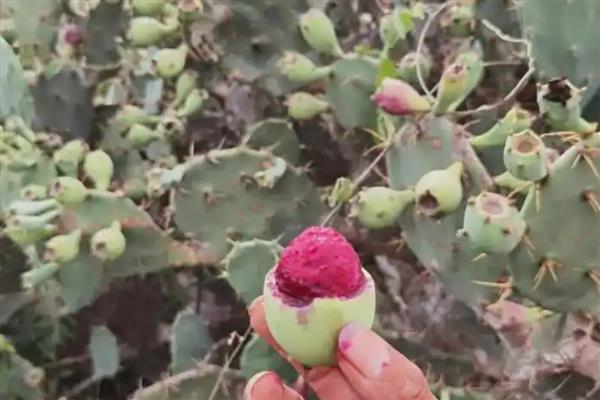 仙人掌的果实皮能吃吗，通常是不带皮一起吃的