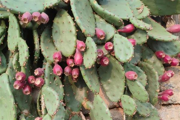 仙人掌的果实皮能吃吗，通常是不带皮一起吃的