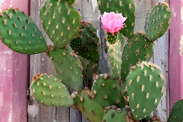 仙人掌的果实皮能吃吗，通常是不带皮一起吃的