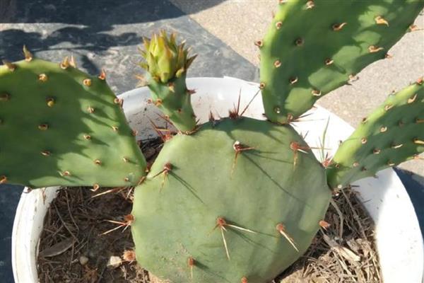 仙人掌的果实皮能吃吗，通常是不带皮一起吃的