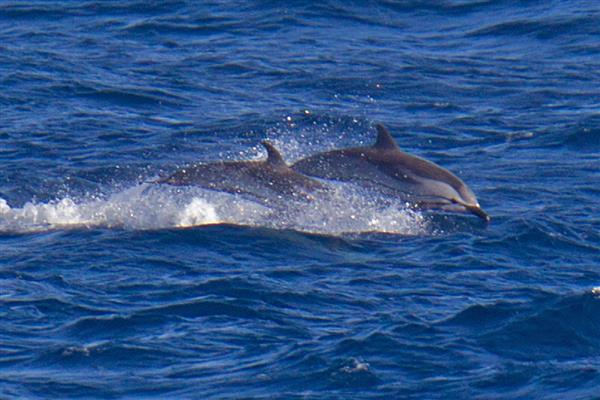 海豚靠什么识别方向，主要是靠听觉来识别方向