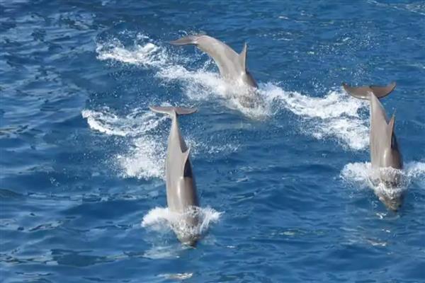 海豚靠什么识别方向，主要是靠听觉来识别方向