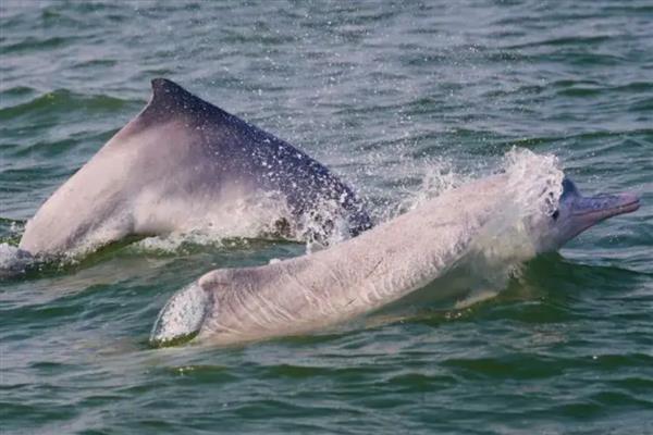 海豚靠什么识别方向，主要是靠听觉来识别方向