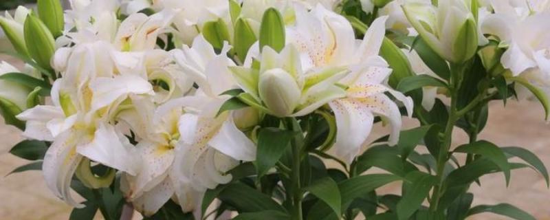 百合花的养殖方法，每10天要施加一次磷钾复合肥