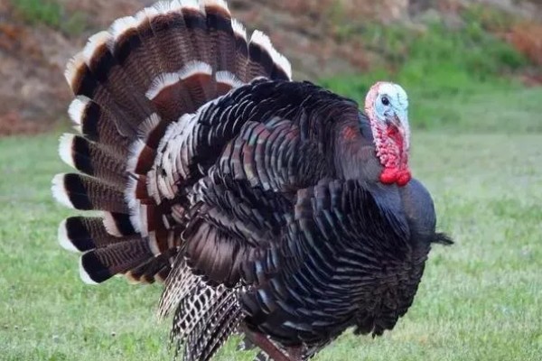 火鸡和普通的鸡的区别，其属性和口感均不同