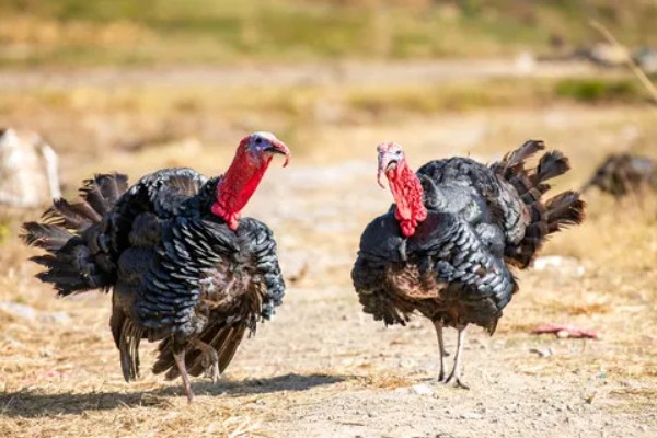 火鸡和普通的鸡的区别，其属性和口感均不同