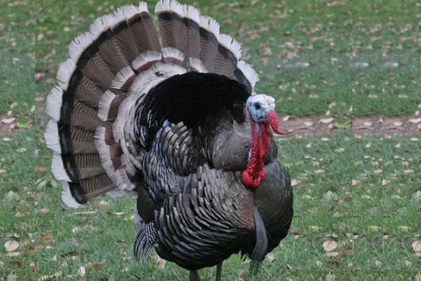 火鸡和普通的鸡的区别，其属性和口感均不同