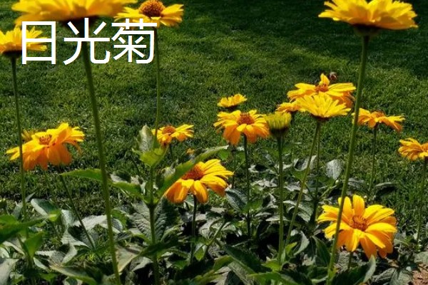 菊花的品种，常见的有日光菊、墨菊等