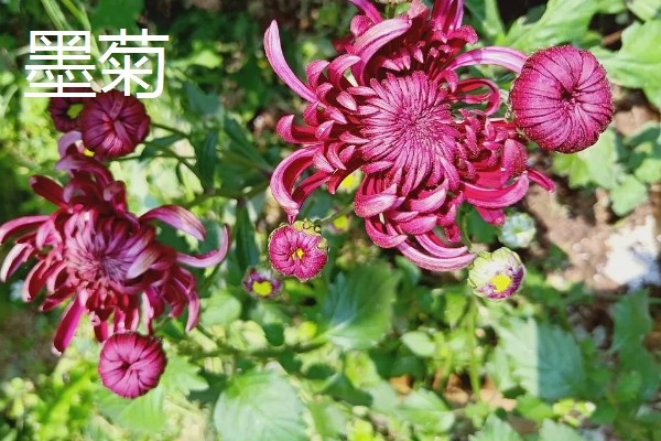 菊花的品种，常见的有日光菊、墨菊等