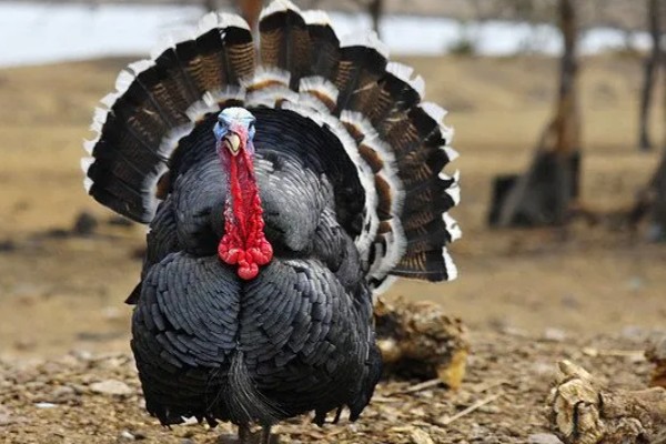 火鸡和普通的鸡的区别，其属性和口感均不同