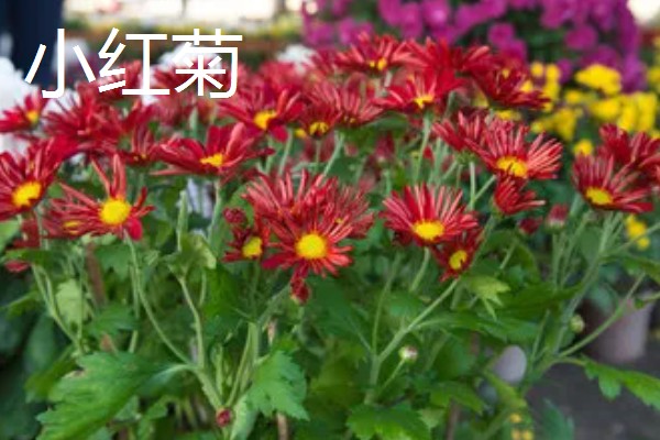 菊花的品种，常见的有日光菊、墨菊等