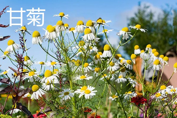 菊花的品种，常见的有日光菊、墨菊等