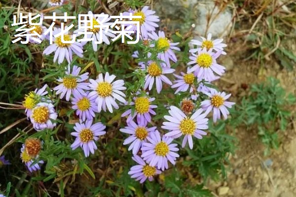 菊花的品种，常见的有日光菊、墨菊等