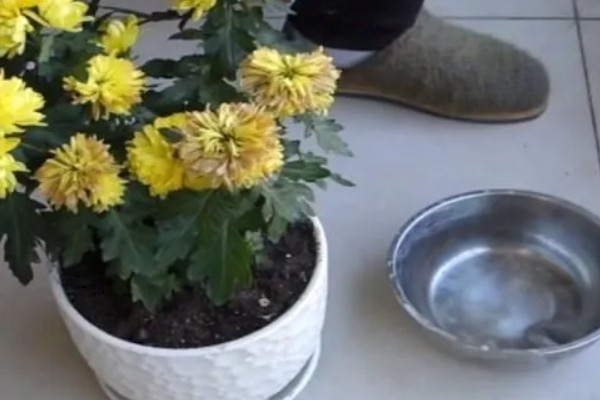 菊花的品种，常见的有日光菊、墨菊等