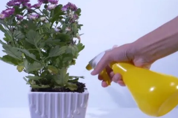 菊花的品种，常见的有日光菊、墨菊等