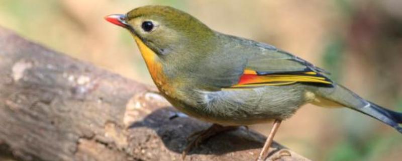 将画眉鸟养熟透的方法，做好清洁工作有利于增进感情