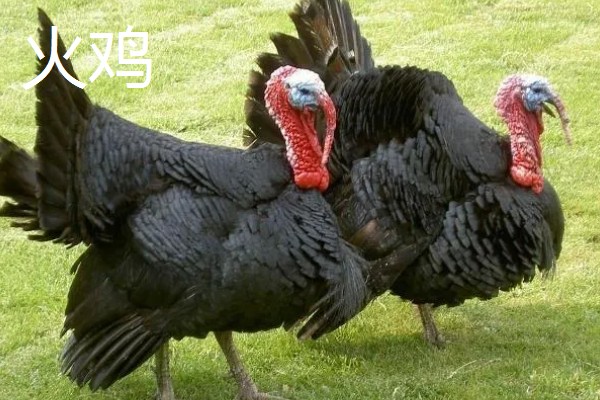 火鸡和普通的鸡的区别，其属性和口感均不同
