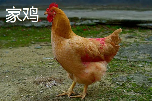 火鸡和普通的鸡的区别，其属性和口感均不同