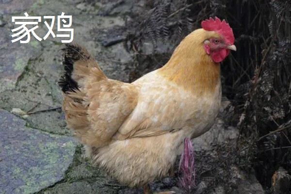 火鸡和普通的鸡的区别，其属性和口感均不同