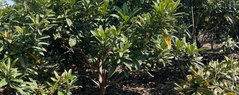 枇杷树移栽多久才能看出已经成活,经过一个月左右便可看出成活状况