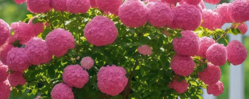 中华木绣球的繁殖方式，以扦插、压条为主
