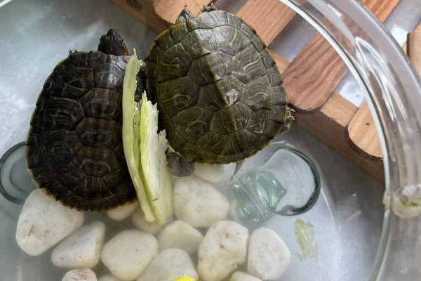 乌龟吃什么东西，可以喂食小鱼小虾、龟粮等