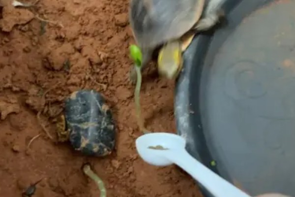 乌龟吃什么东西，可以喂食小鱼小虾、龟粮等