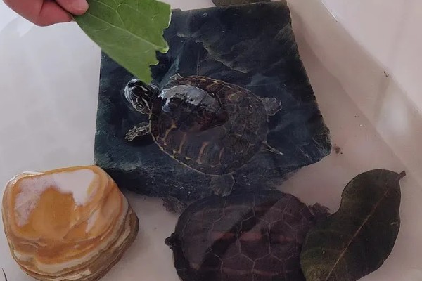 乌龟吃什么东西，可以喂食小鱼小虾、龟粮等