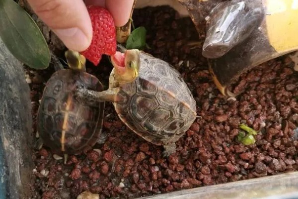 乌龟吃什么东西，可以喂食小鱼小虾、龟粮等