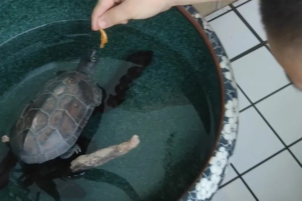 乌龟吃什么东西，可以喂食小鱼小虾、龟粮等