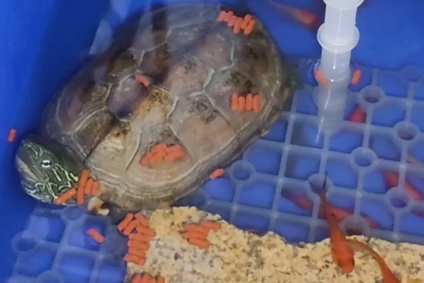 乌龟吃什么东西，可以喂食小鱼小虾、龟粮等