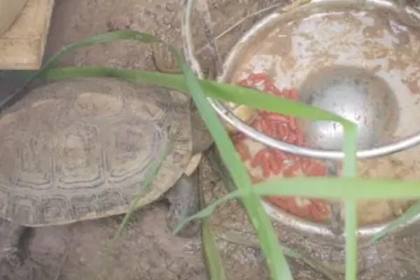 乌龟吃什么东西，可以喂食小鱼小虾、龟粮等