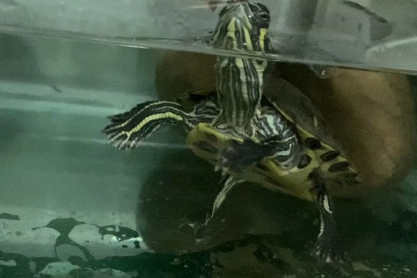 乌龟吃什么东西，可以喂食小鱼小虾、龟粮等