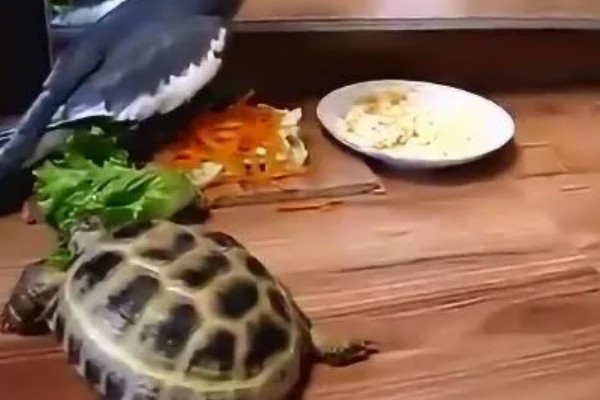 乌龟吃什么东西，可以喂食小鱼小虾、龟粮等