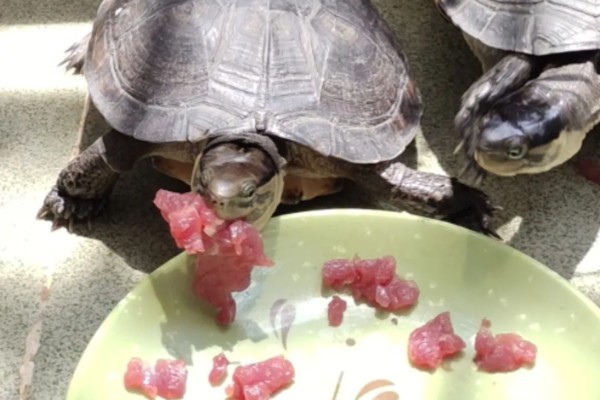 乌龟吃什么东西，可以喂食小鱼小虾、龟粮等