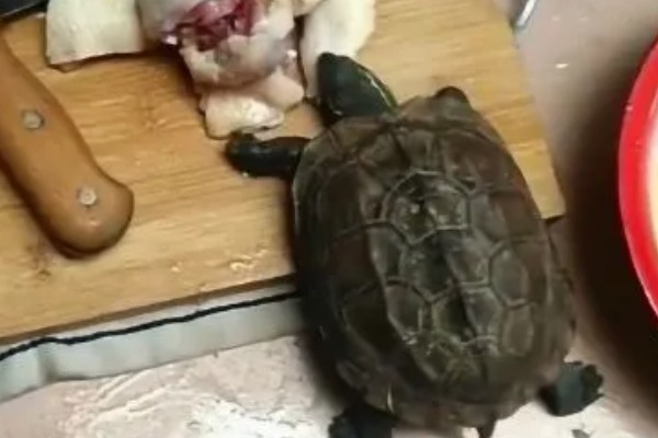 乌龟吃什么东西，可以喂食小鱼小虾、龟粮等