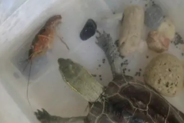 乌龟吃什么东西，可以喂食小鱼小虾、龟粮等