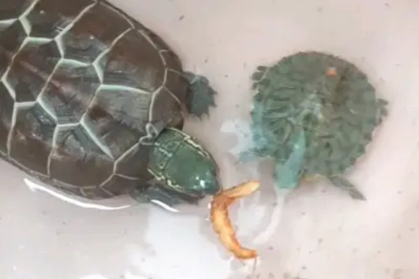 乌龟吃什么东西，可以喂食小鱼小虾、龟粮等