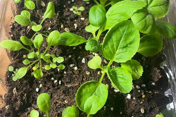 家庭阳台几月可以种荠菜,北方地区可以选择在4-5月份