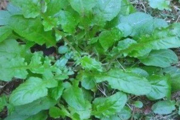 家庭阳台几月可以种荠菜,北方地区可以选择在4-5月份